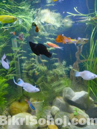 Fish